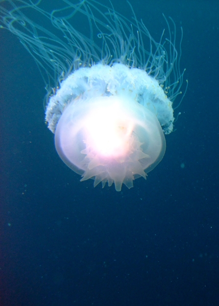 d2d3-jellyfishr.jpg