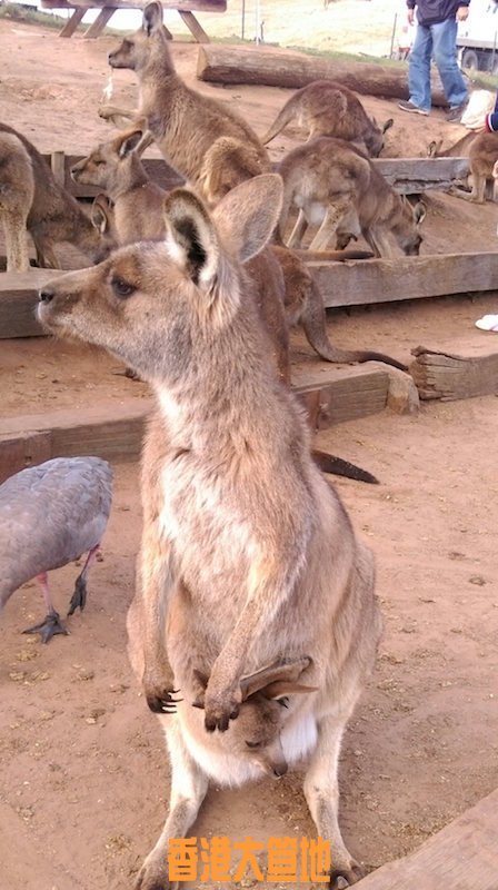 wallaby.jpg