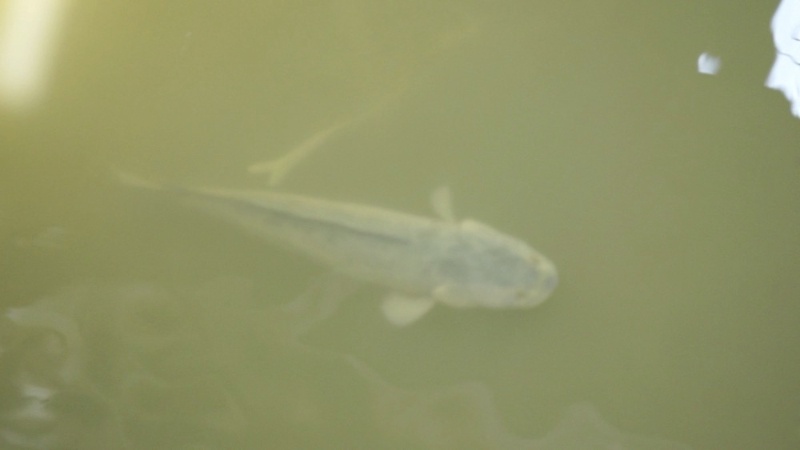 一米長鯰魚在梧桐河.jpg