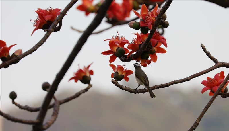 河畔鳥攝_19032025.jpg
