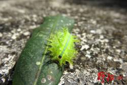 螢光小蟲蟲