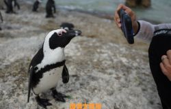 Cape Town's Boulders Beach 看企鵝