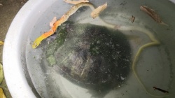 龜食蛇
