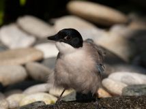 鴉科：灰喜鵲 (Cyanopica Cyana)