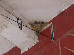 燕子巢