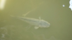 一米長鯰魚在梧桐河