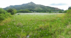 例牌花海