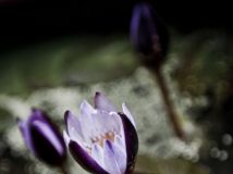 花盆中池塘迷李，紫色蓮花盛開著。