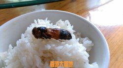 炒黑蜂 + 蛹