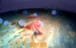 水族生物奇觀…… 記得睇到尾