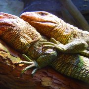 又去動物園