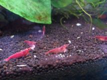 紅火蝦與櫻桃蝦 -- 又長大了