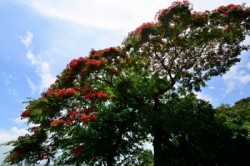 漫山綠葉，遍地紅花：河背、清潭水塘、雷公田