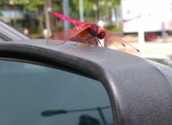 曉褐蜻蜓